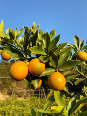 广西脆皮金桔一件代发（源头产地直发）