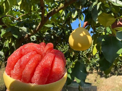 海南红心蜜柚一件代发