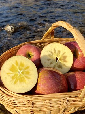 昭通丑苹果一件代发