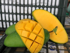 大青芒