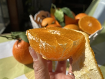 四川爱媛果冻橙一件代发（源头产地）