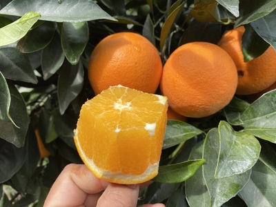 赣南脐橙一件代发（产地直发）