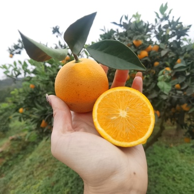 麻阳冰糖橙一件代发（源头产地）