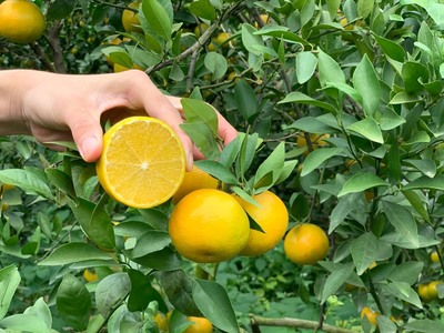 广西皇帝柑一件代发（源头产地）