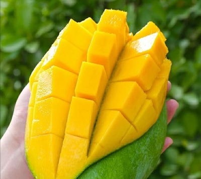 大青芒 一件代发